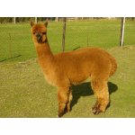 13.10.2012 Alpaka Show Ost