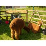 06.07.2014 Indianerfest Neunitz