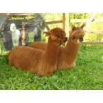 06.07.2014 Indianerfest Neunitz