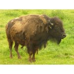 23.05.2015 Indianerfest Neunitz