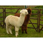 23.05.2015 Indianerfest Neunitz