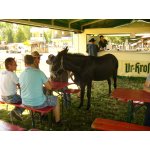 01.08.2015 Western Days Panitzsch