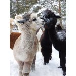 Januar 2017 Alpakas im Schnee