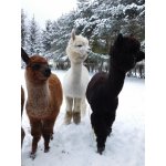 Januar 2017 Alpakas im Schnee