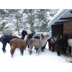 Januar 2017 Alpakas im Schnee