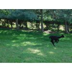 August 2017 Schwarze Herde