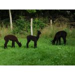 August 2017 Schwarze Herde