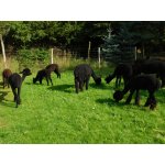 August 2017 Schwarze Herde