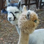 15.09.2019 Highlandgames