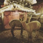 15.12.2019 Weihnachtsmarkt Grimma